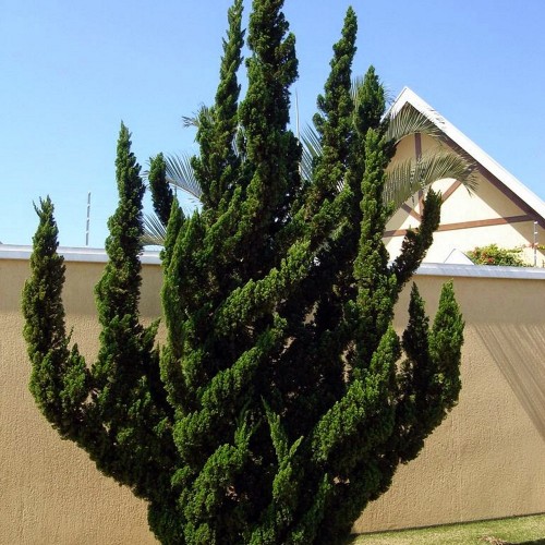 Juniperus chinensis 'Kaizuka' - Hiina kadakas 'Kaizuka'